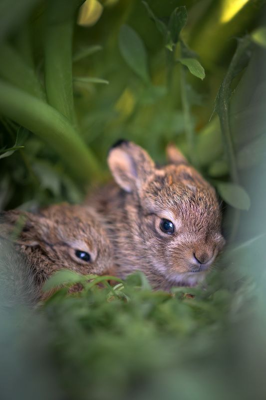 Зайчата в листьях тюльпанов фото превью