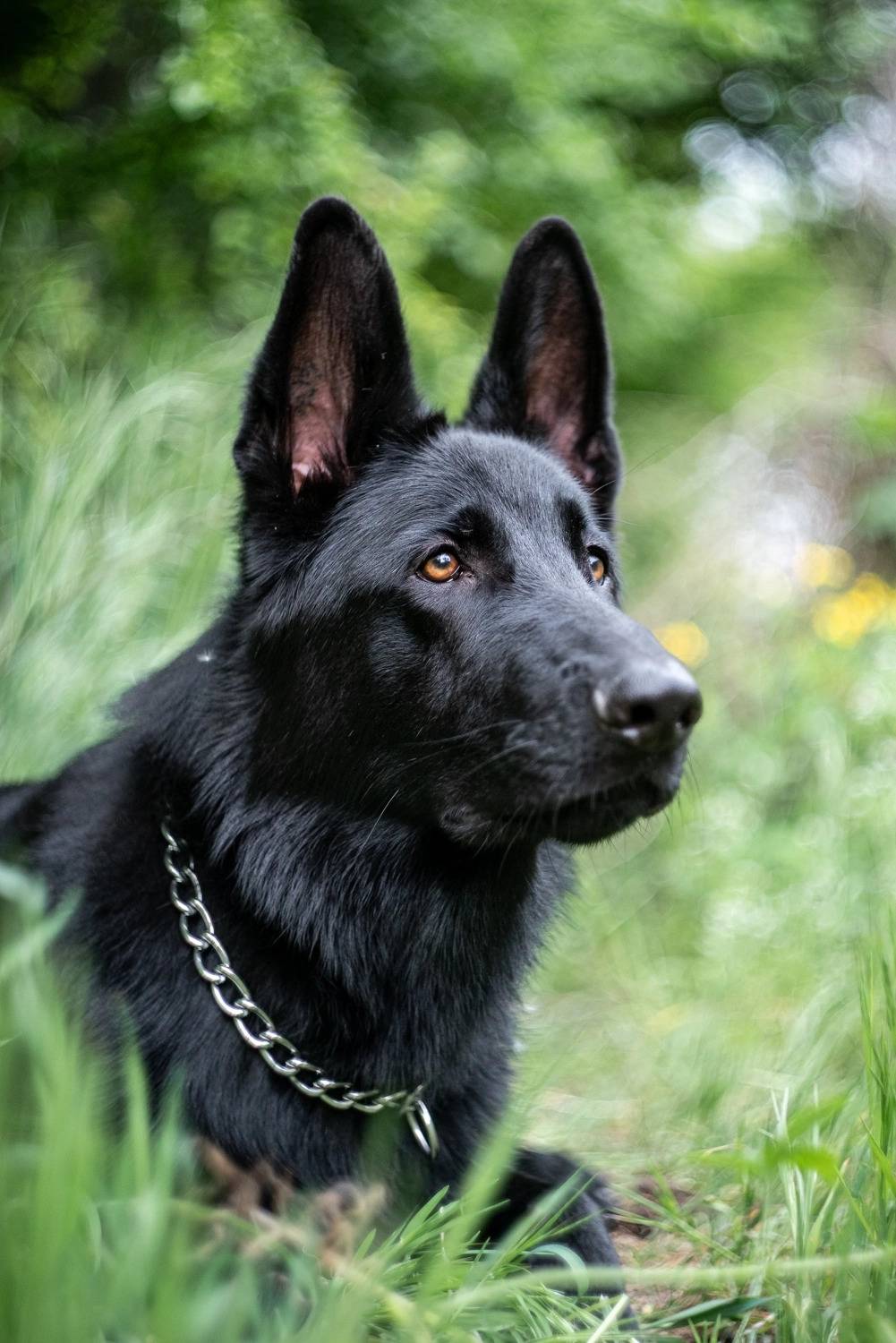 домашние животные, немецкая овчарка, друг, собака, Анна Иванова