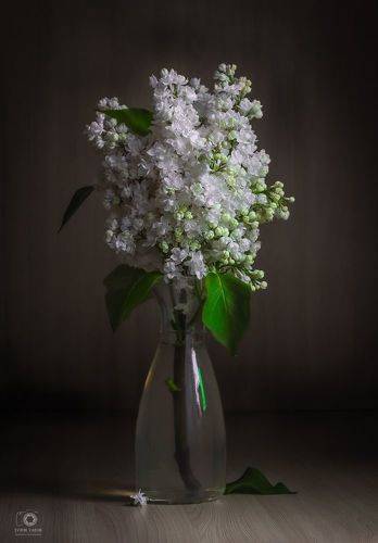 Белая сирень.