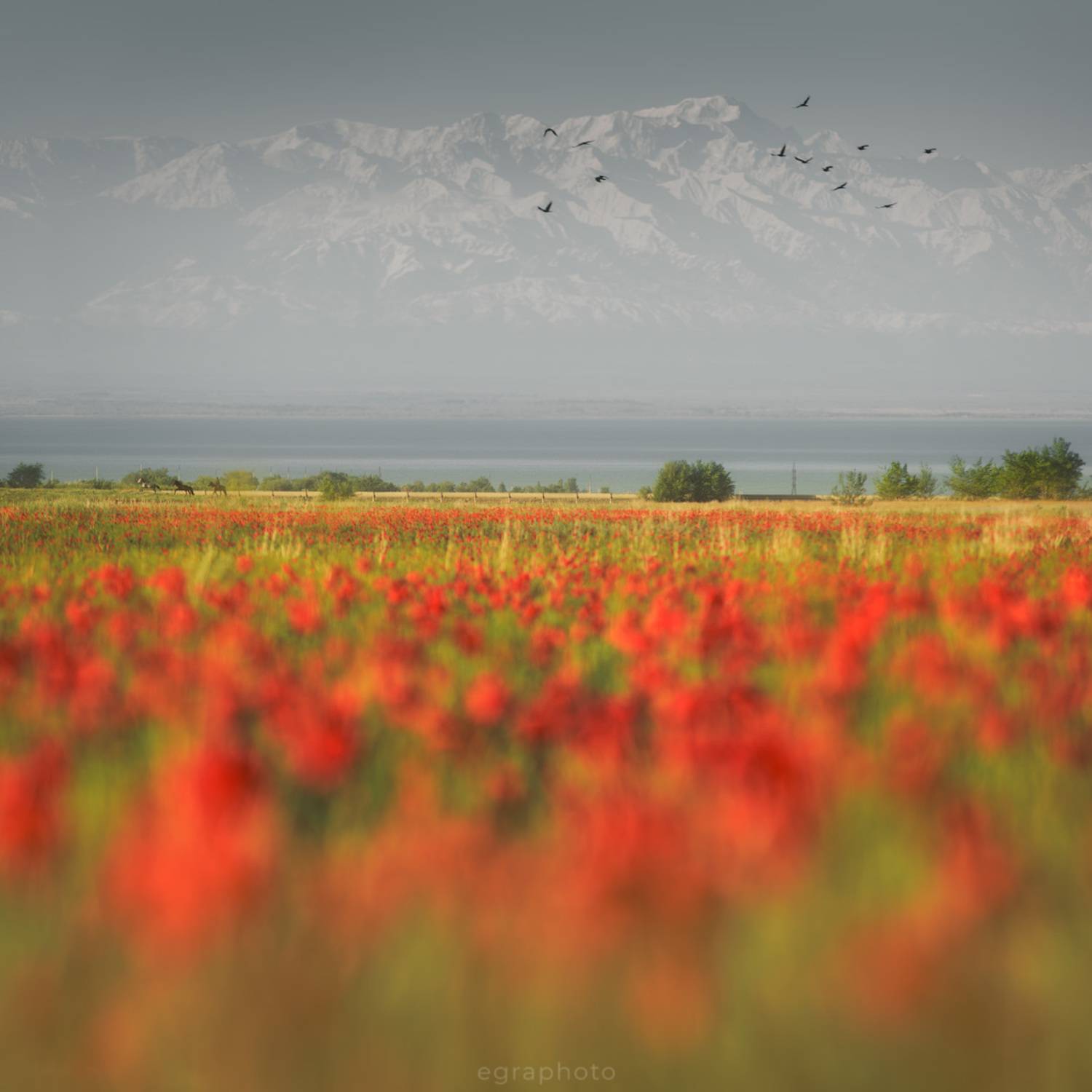 казахстан, маки, Рябенький Александр