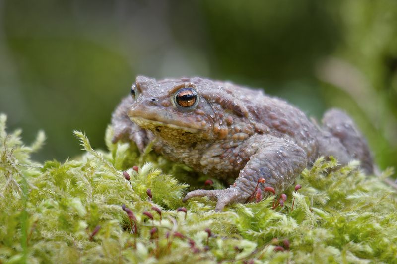 жаба, земноводное,toad, amphibian  фото превью