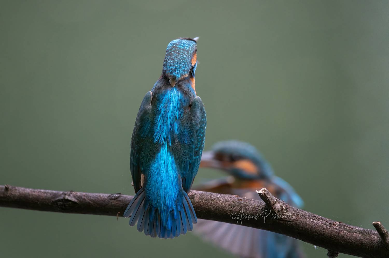 , Плеханов Александр