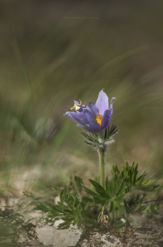 сонтрава, крым, макро, природа, crimea, nature Там, где сон-трава фото превью