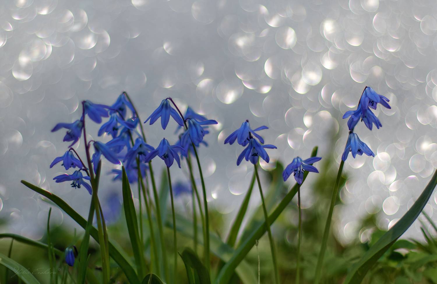 пролески, весна, боке, Ершова Юлия
