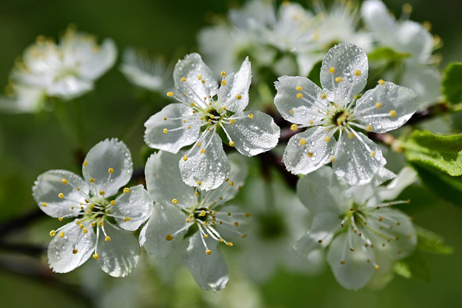 , Калёв Сергей