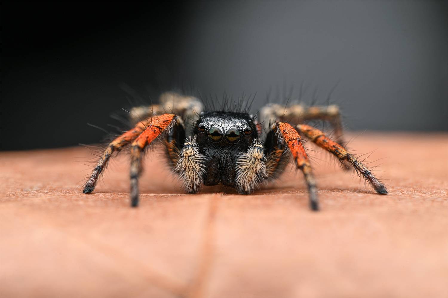 ceclii, macro, Цветан Ганев