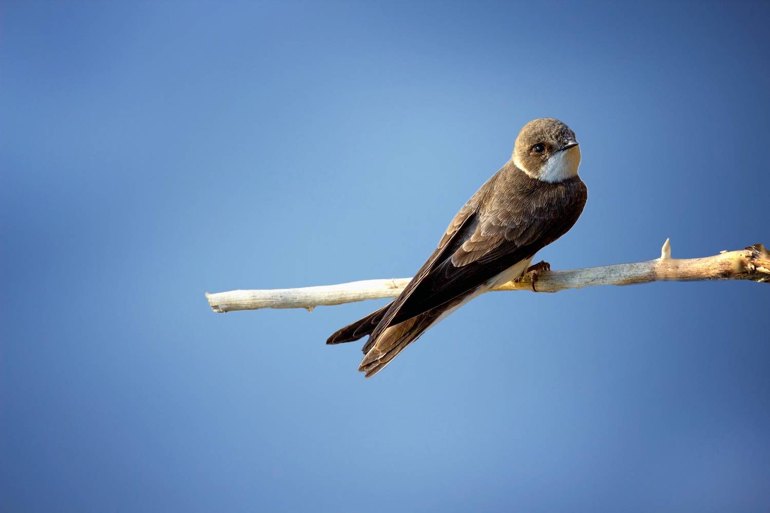 береговая ласточка, Александр Канцур