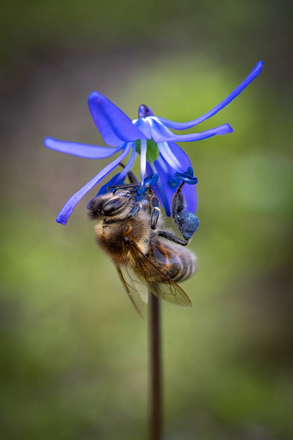 пчела,цветок, макро, Иван Мосьянов