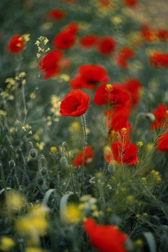 Эстетика макового апреля.