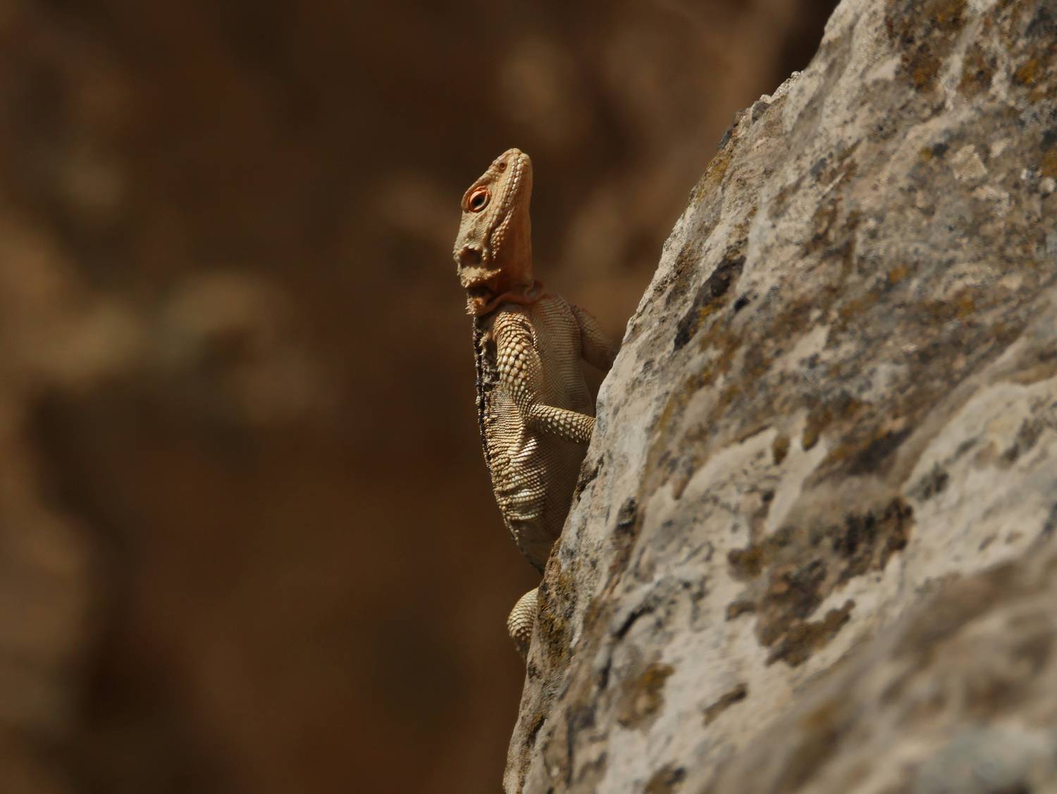 агама,ящерица,горы,дагестан,, Magov Marat