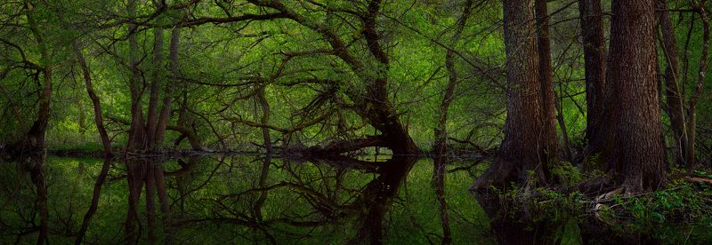 Весна в затопленном лесу фото превью