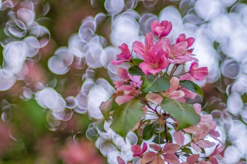 Цветочный калейдоскоп фото превью