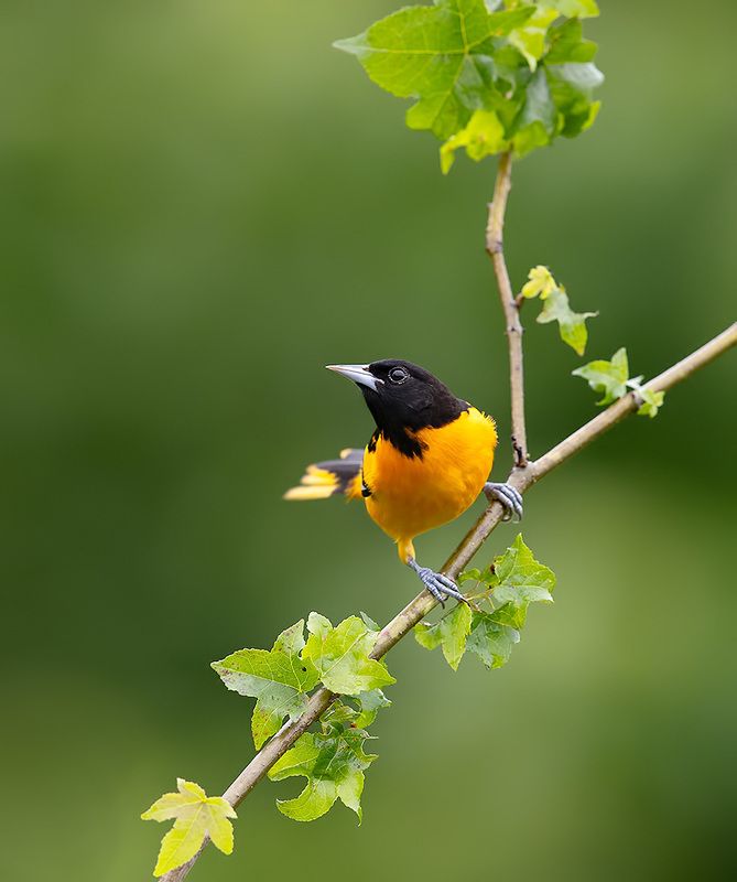 иволга, трупиал,  oriole, весна Baltimore Oriole, male - Балтиморский цветной трупиал фото превью