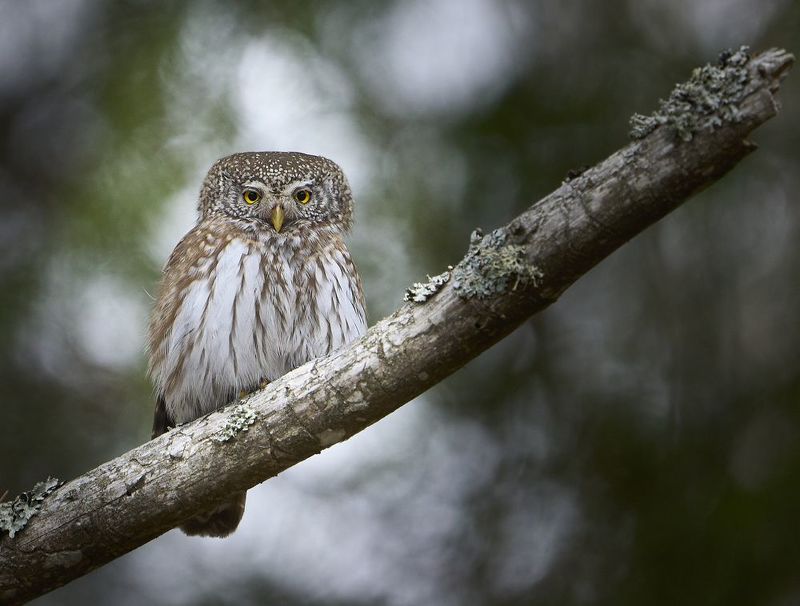 Pygmy owl. фото превью