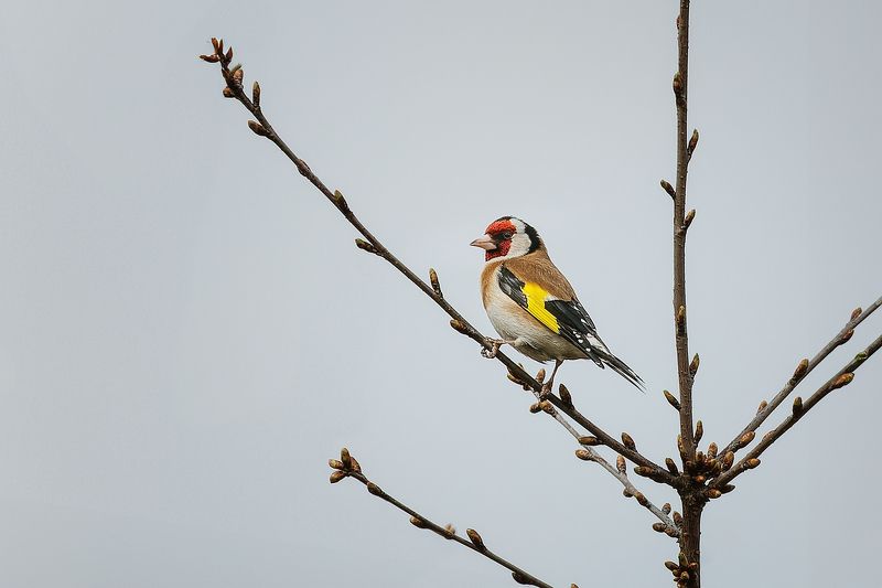 Щегол Черноголовый фото превью