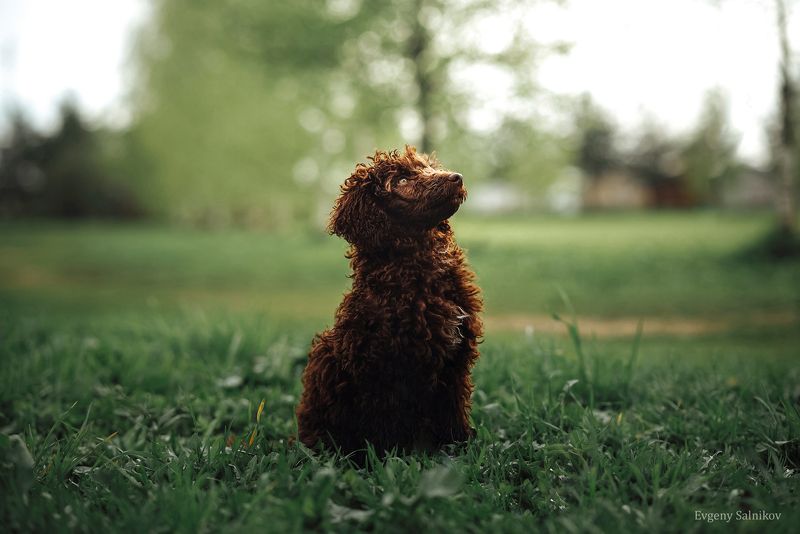 пёс пес пудель весна трава солнце Финик фото превью