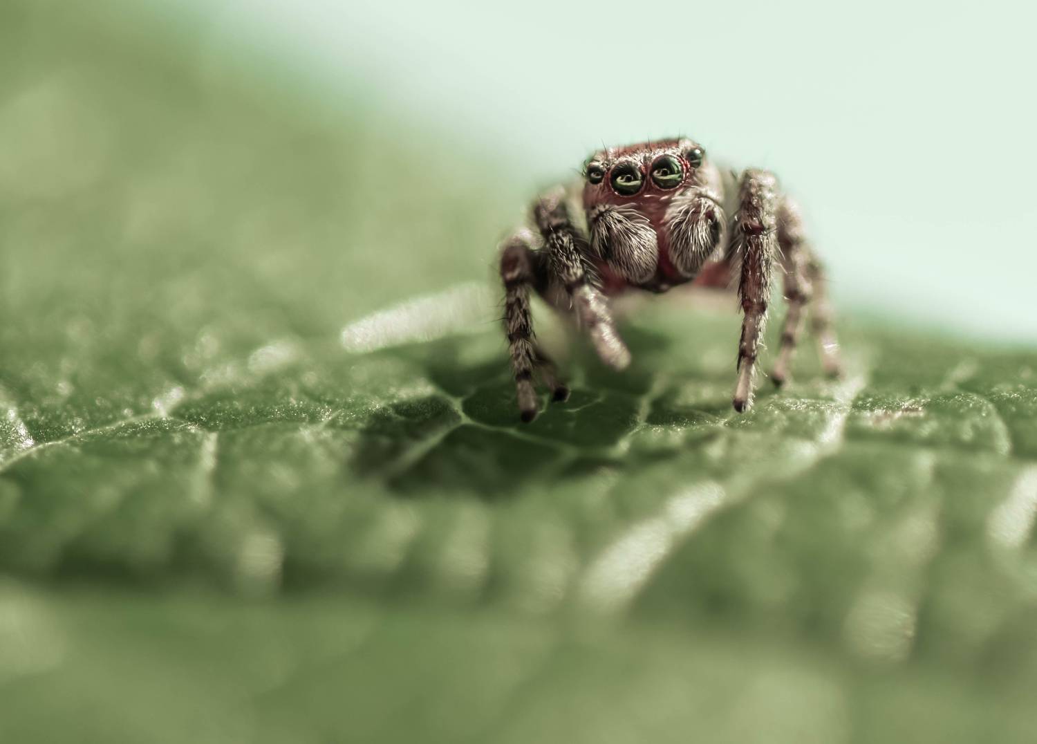 , Лапшина Владлена