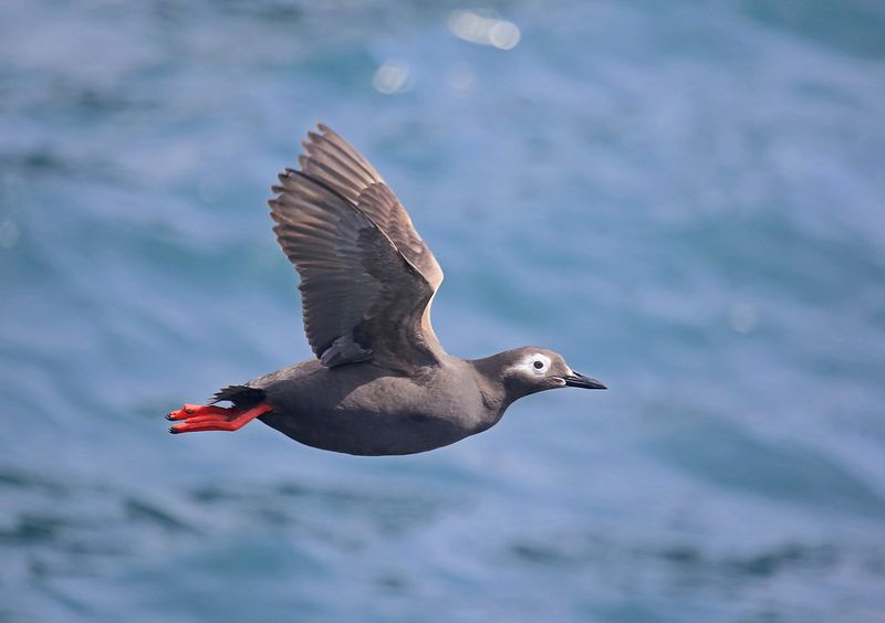 очковый чистик, татарский пролив Очковый чистик фото превью
