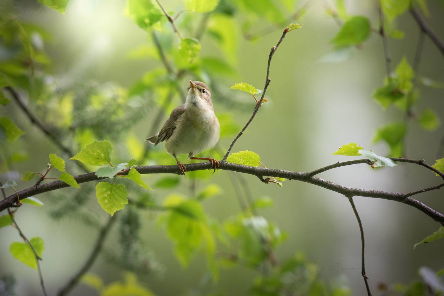 природа, лес, поля, огороды, животные, птицы, макро, Посевич Дмитрий
