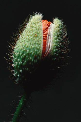 Маковая эстетика.