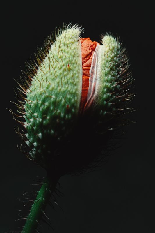 Маковая эстетика. фото превью