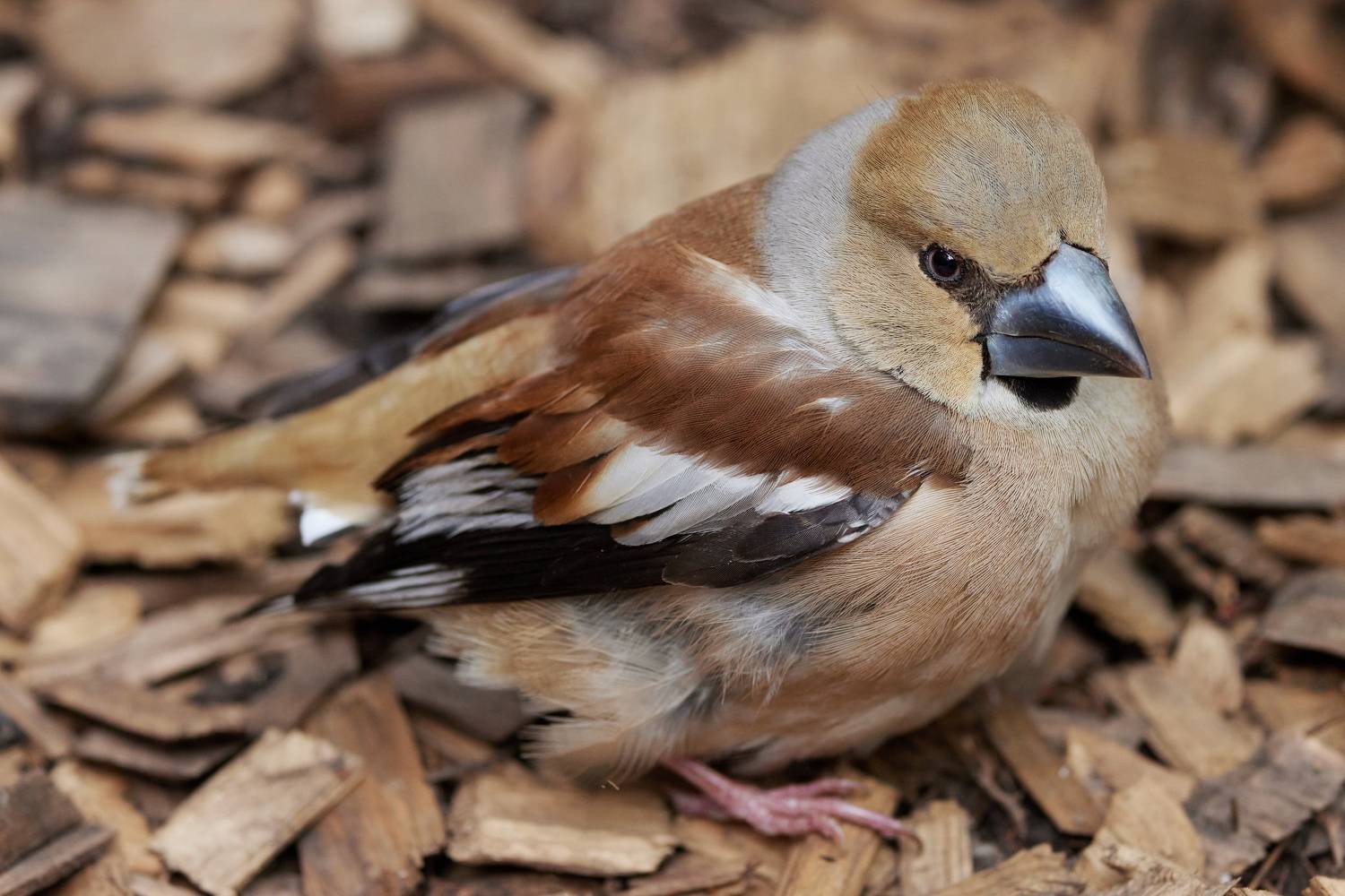 , Александр Шандов