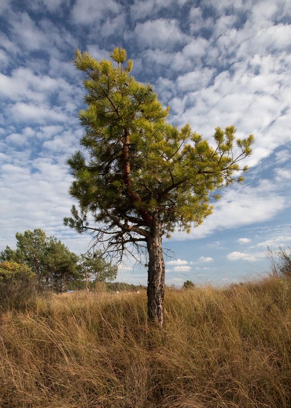 Одинокая сосна фото превью