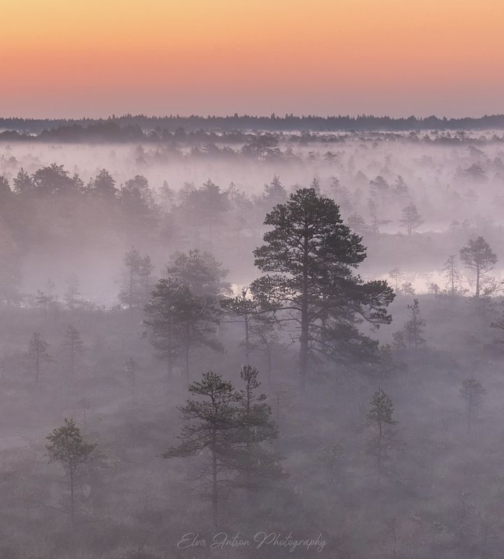 туманы, рассвет, болото, пейзаж, природа, elvisantson Сюжет из царства тишины фото превью