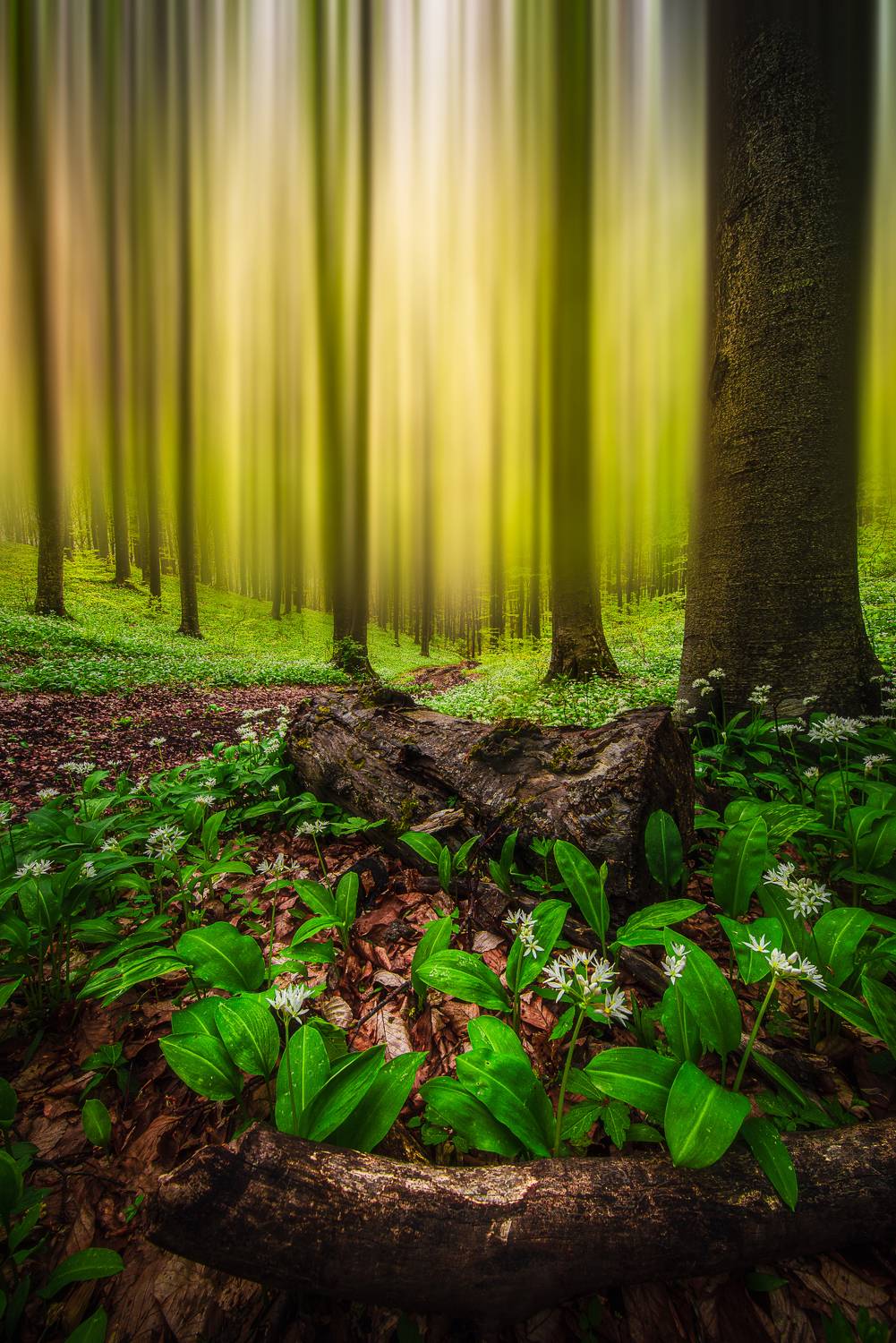 , Mariyana Atanasova - Lucero