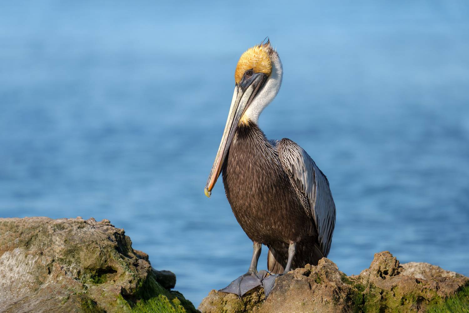 птица, фотоохота, пеликан, природа, фауна, Kulikov Vladimir