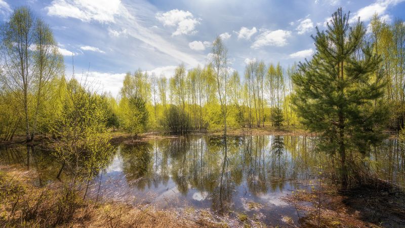 весна деревья пловодье Апрель фото превью