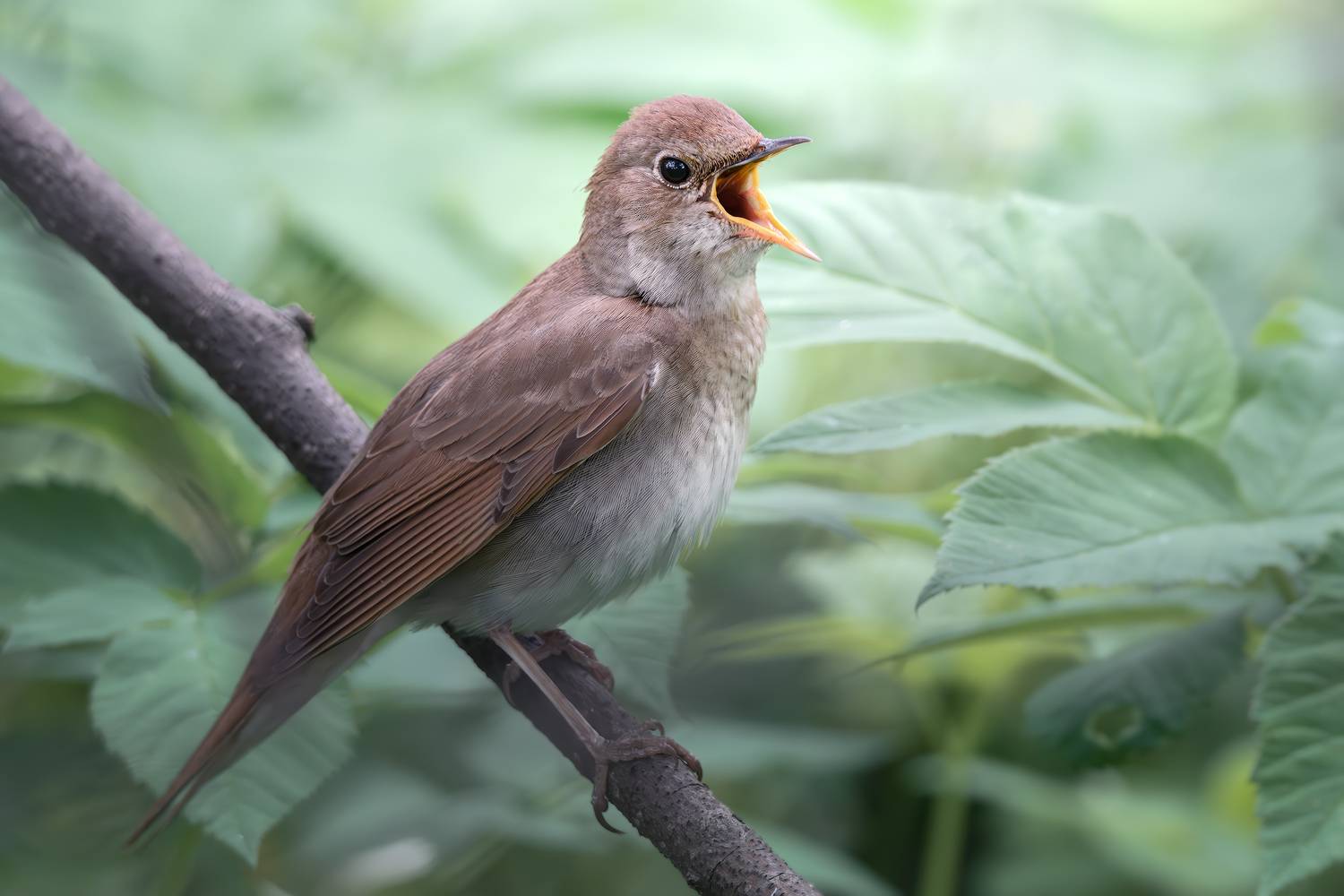 , Поляков Михаил