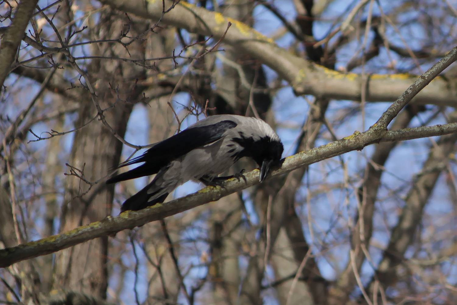 ворона, серая ворона, corvus cornix, КарОл