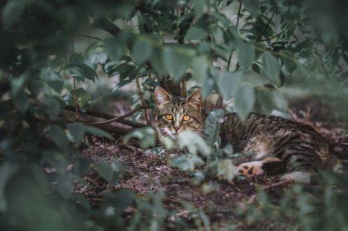 Замаскировавшийся котик