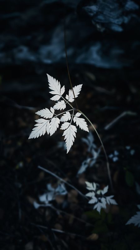 The White Leaf фото превью