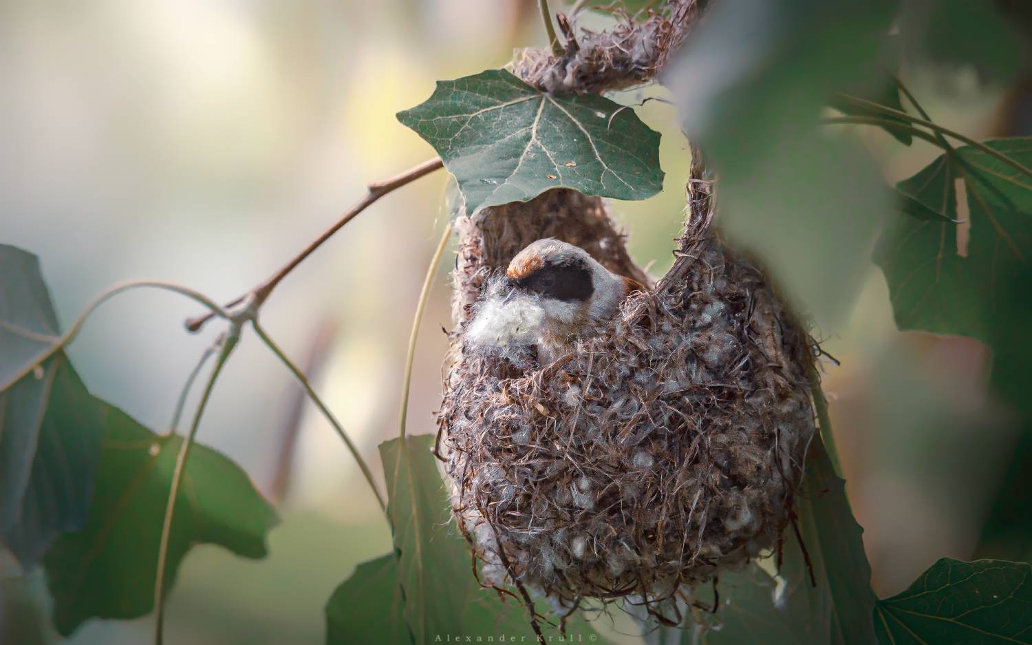 обыкновенный ремез, ремез, remiz pendulinus, Круль Александр