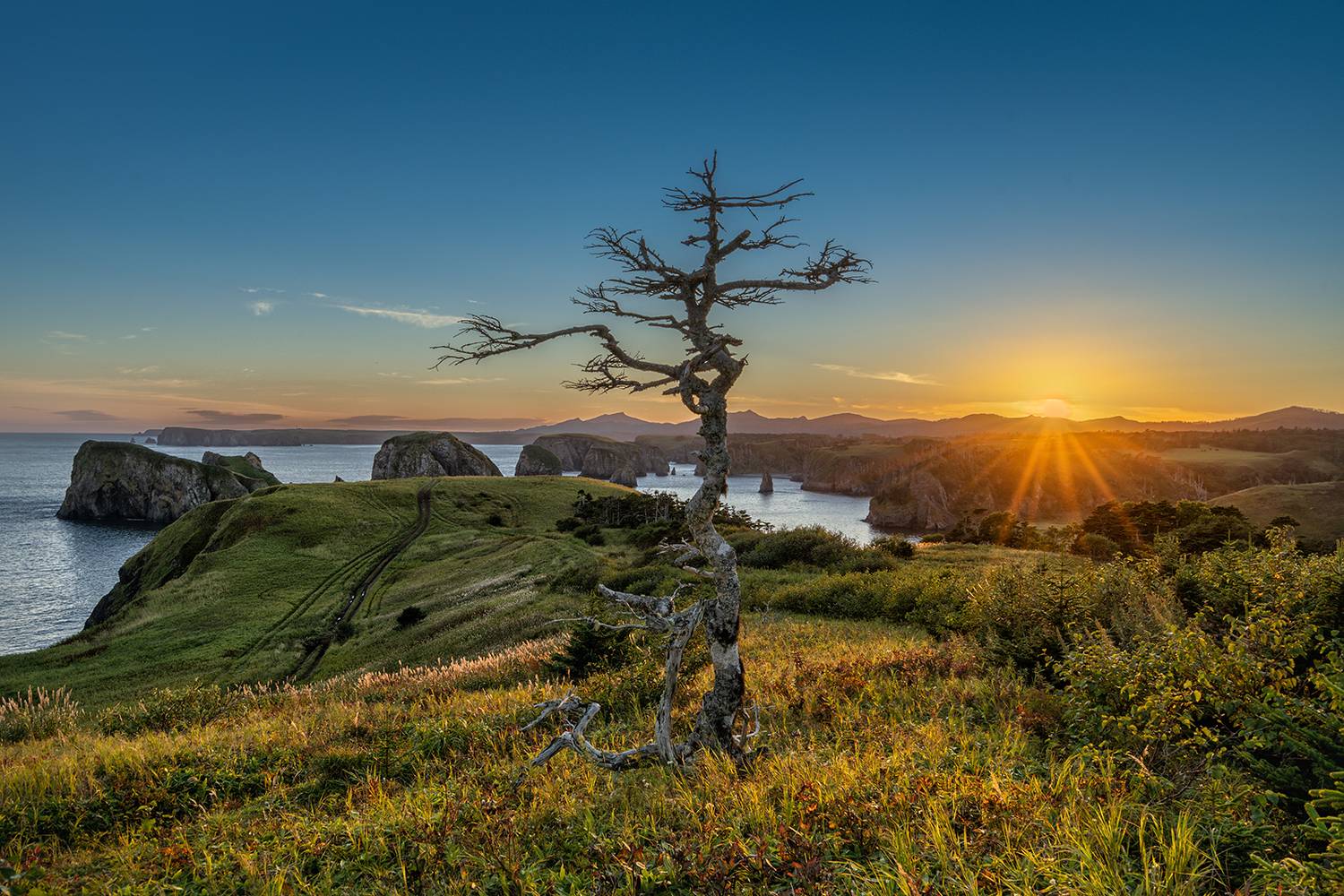 , Лариса Дука