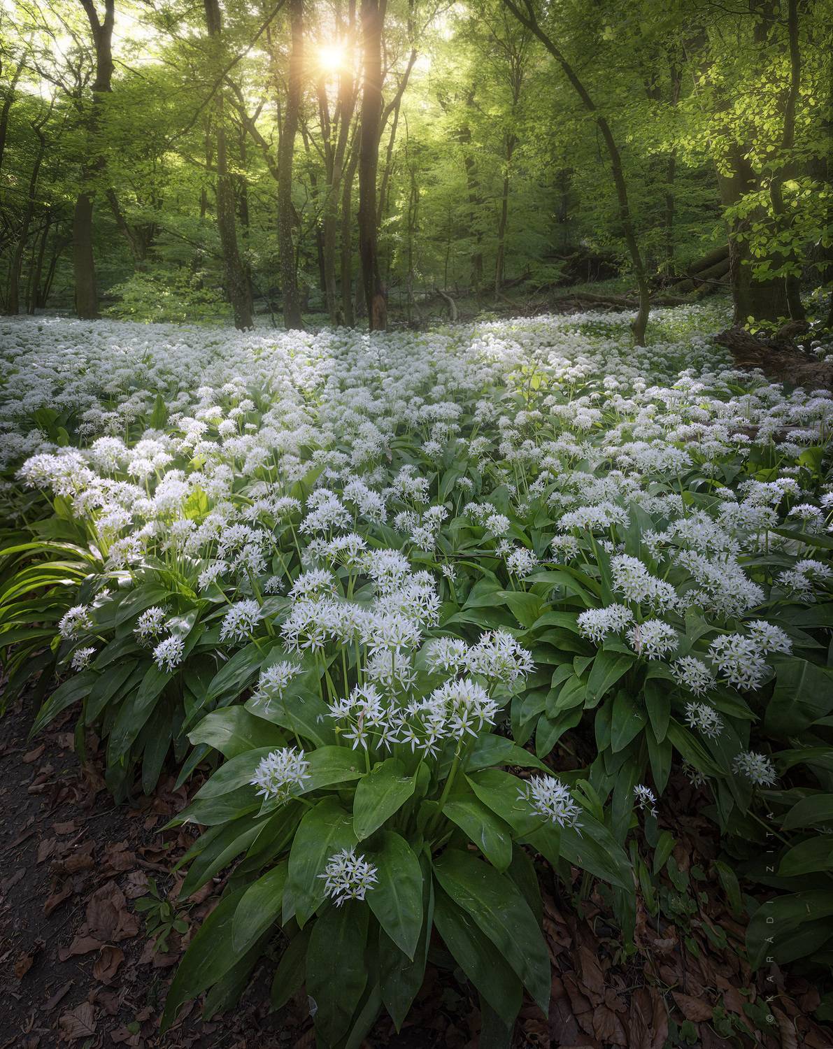 hungary, forest, lights, landscape, green, garlic, flowers, Kar&aacute;di Zita