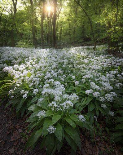 Mysterious Forest