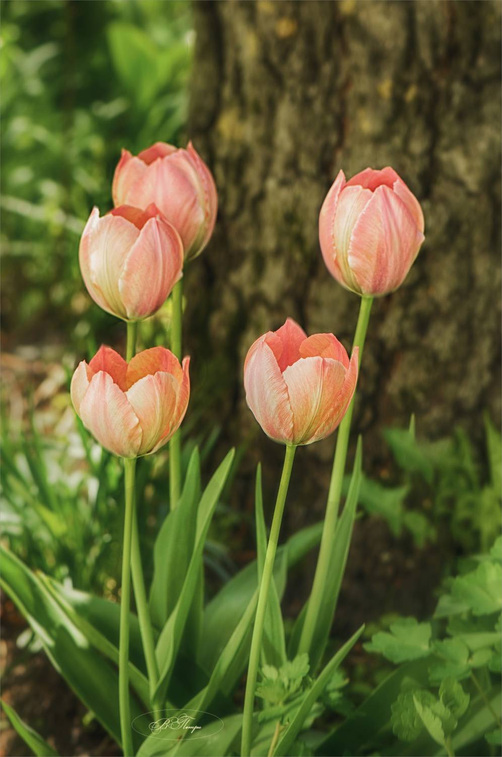 тюльпаны дерево, Вера Петри