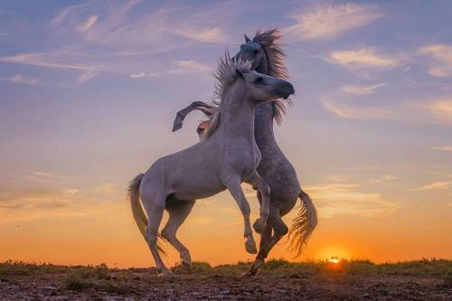 Playing Stallions