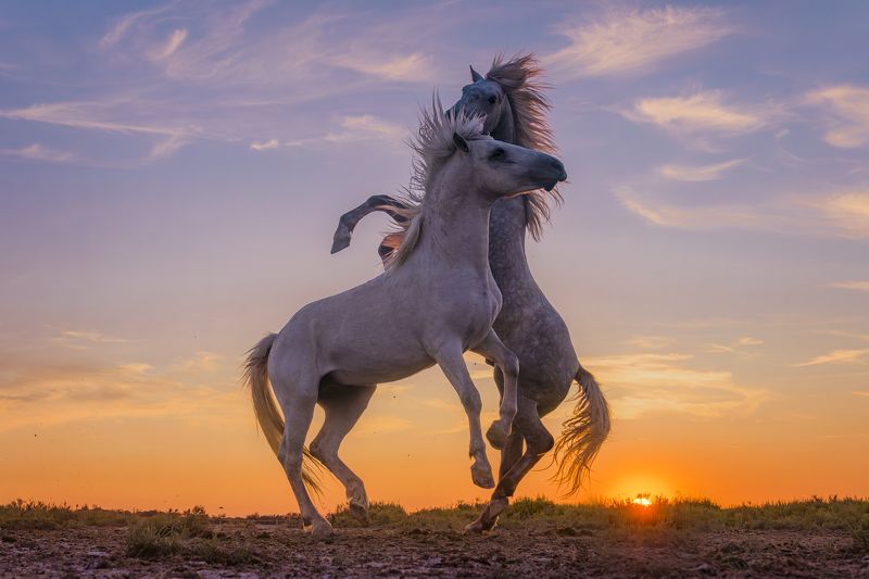 Playing Stallions