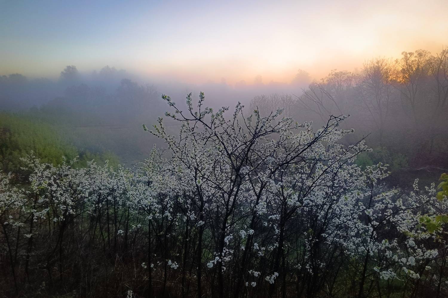 , Кондрашова Светлана