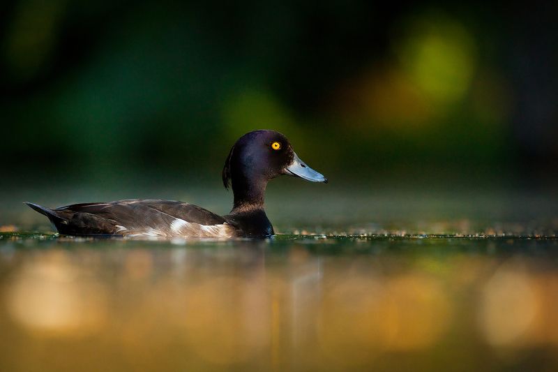 Tufted duck фото превью
