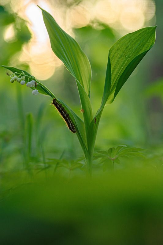 Ландыш и гусеница  фото превью