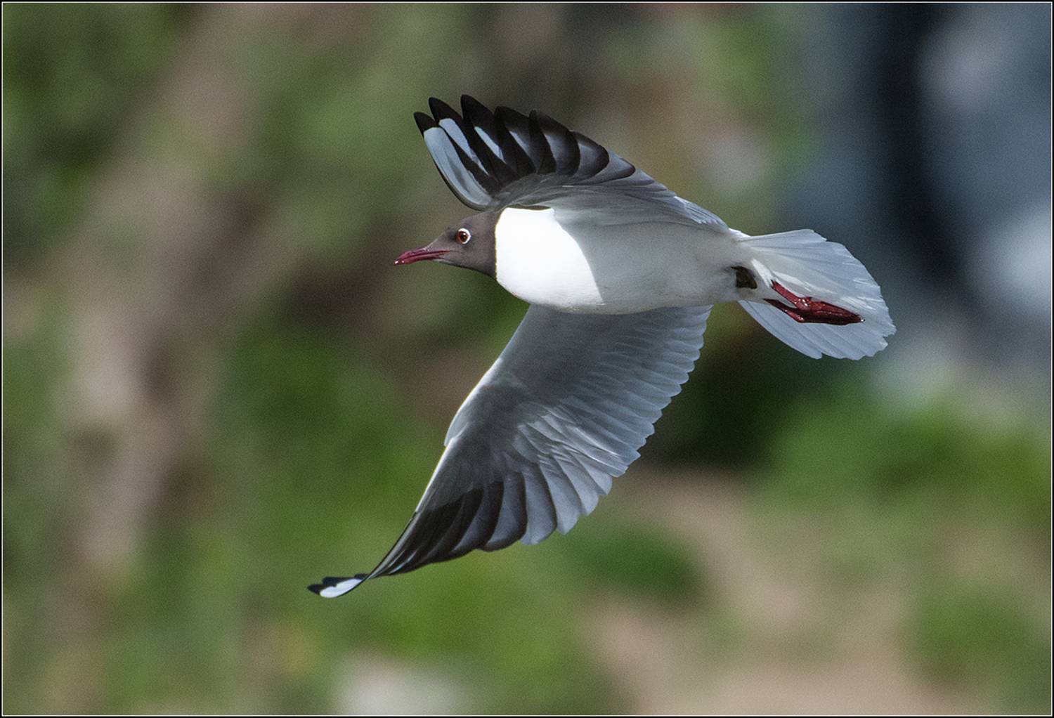 москва, май, парк, птица, АНАТОЛИЙ ДОВЫДЕНКО