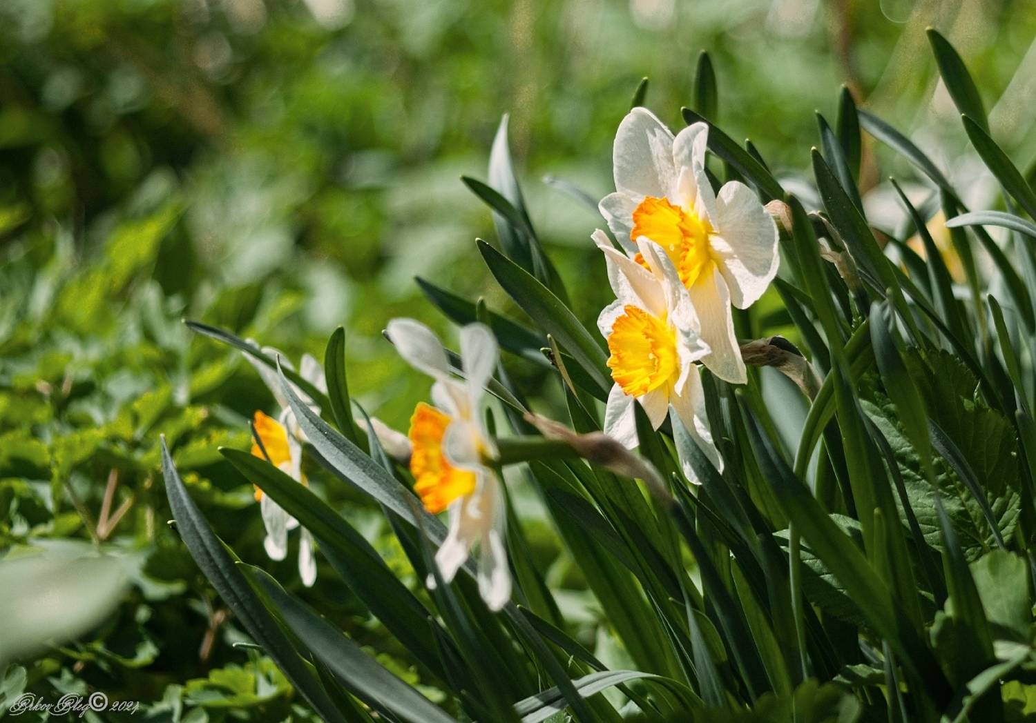 , Орлов Олег