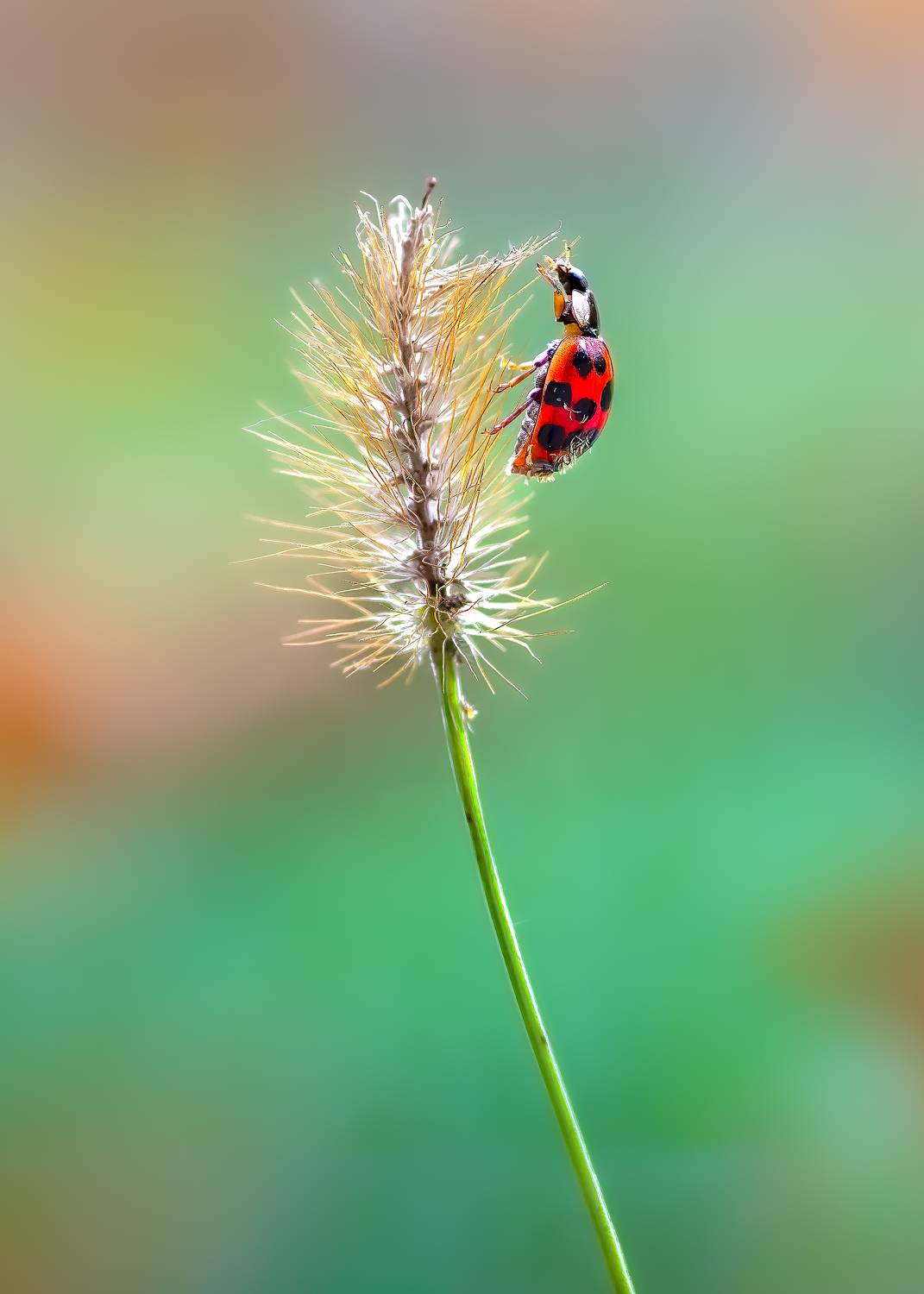 ladybug, beetle, insect, flower, macro, bugs, ladybird,, Atul Saluja