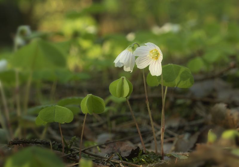 Весна в лесу фото превью