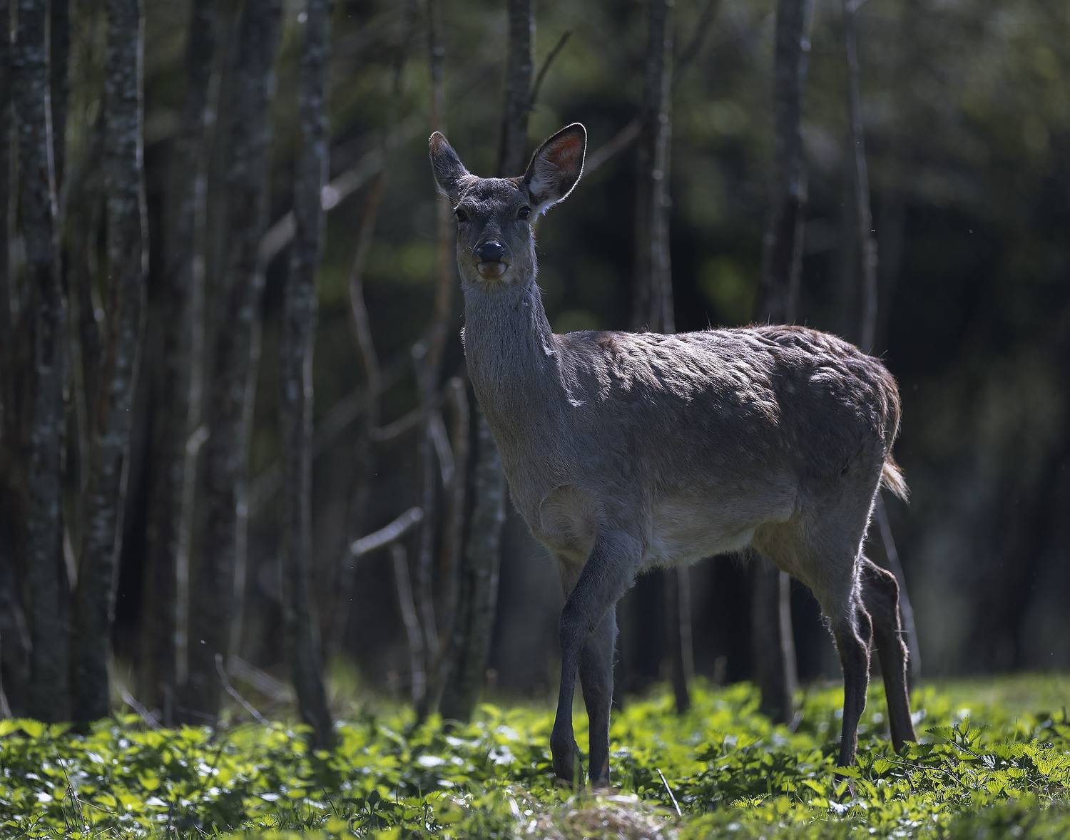 олень, красавец,deer, beautiful,forest, spring, nature, Стукалова Юлия